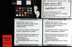 Foto (Objket + Etiketten) von Galatheites zitteli (Moericke, 1889) 